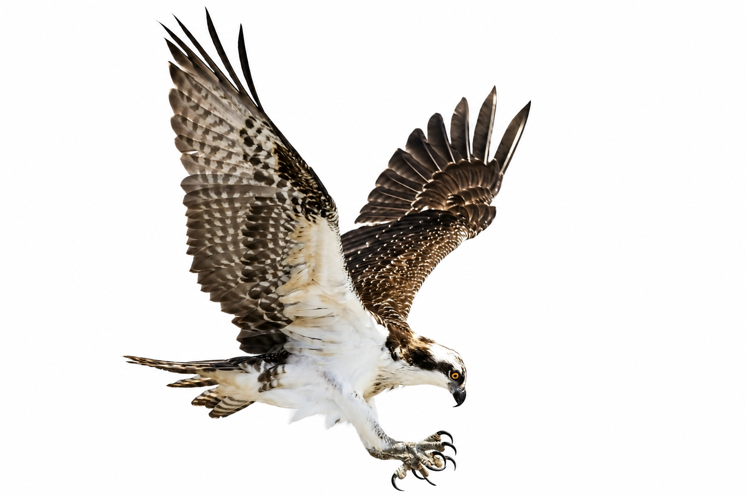 Osprey in flight
